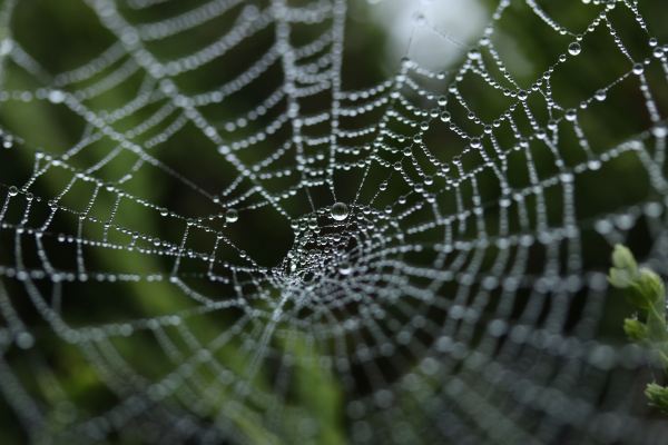 dew covered Spiderweb
